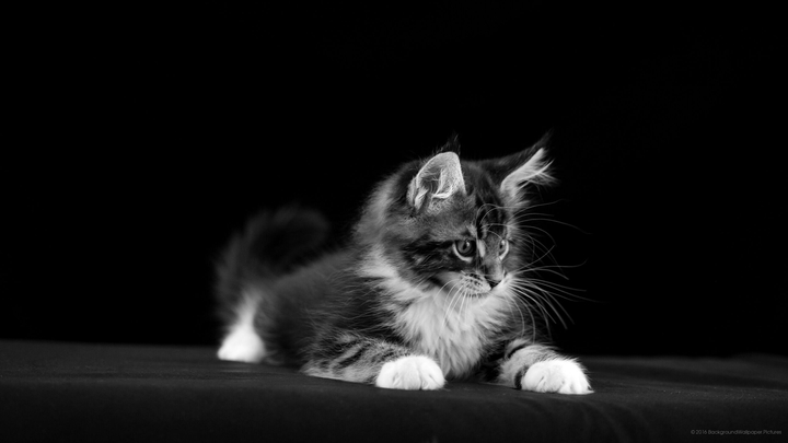 black end wite cat