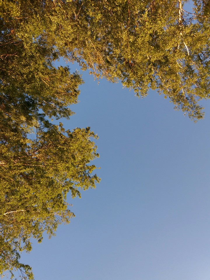 wood