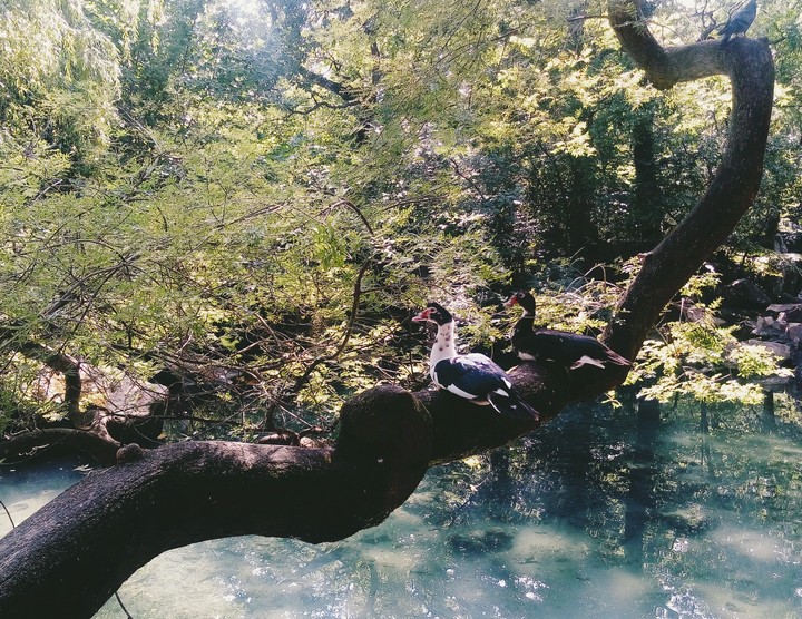 Couple ducks on the tree