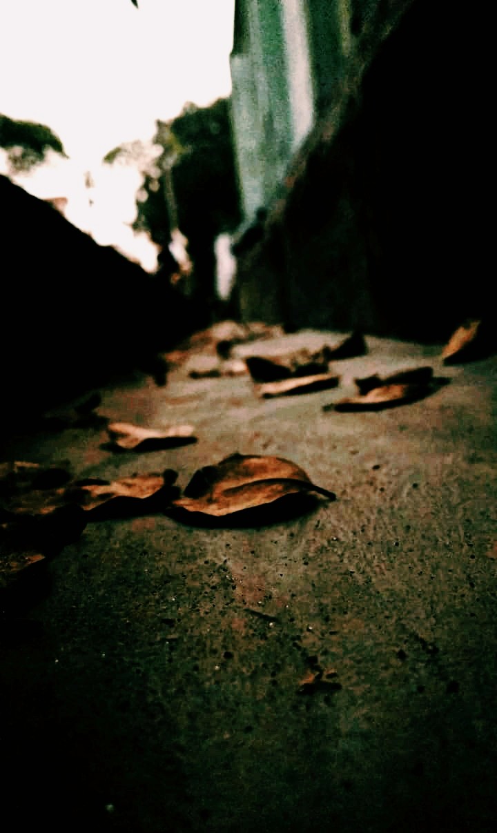 dried leaves