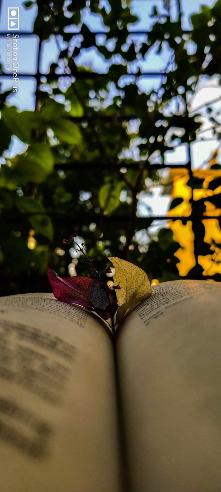 book and flowers ?