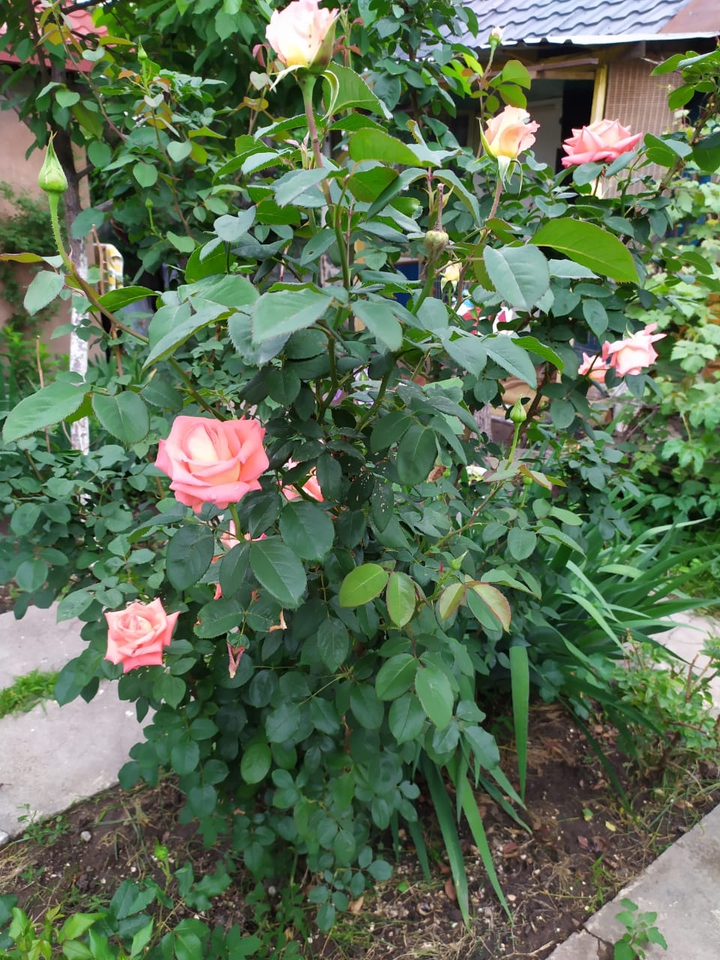 розы, roses