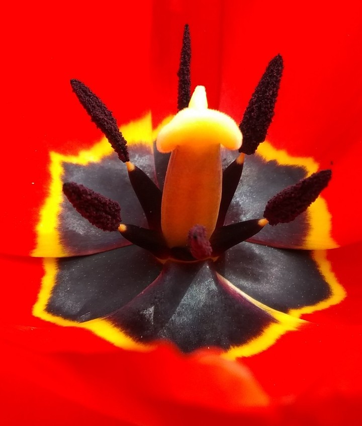 Tulip