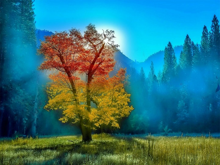 Amazing Tree