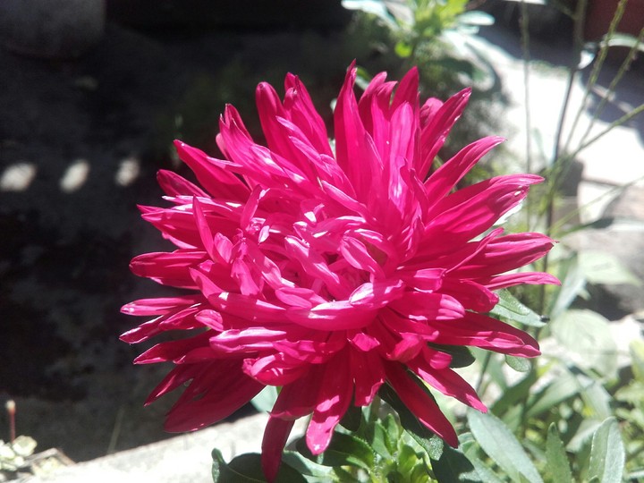 Flower