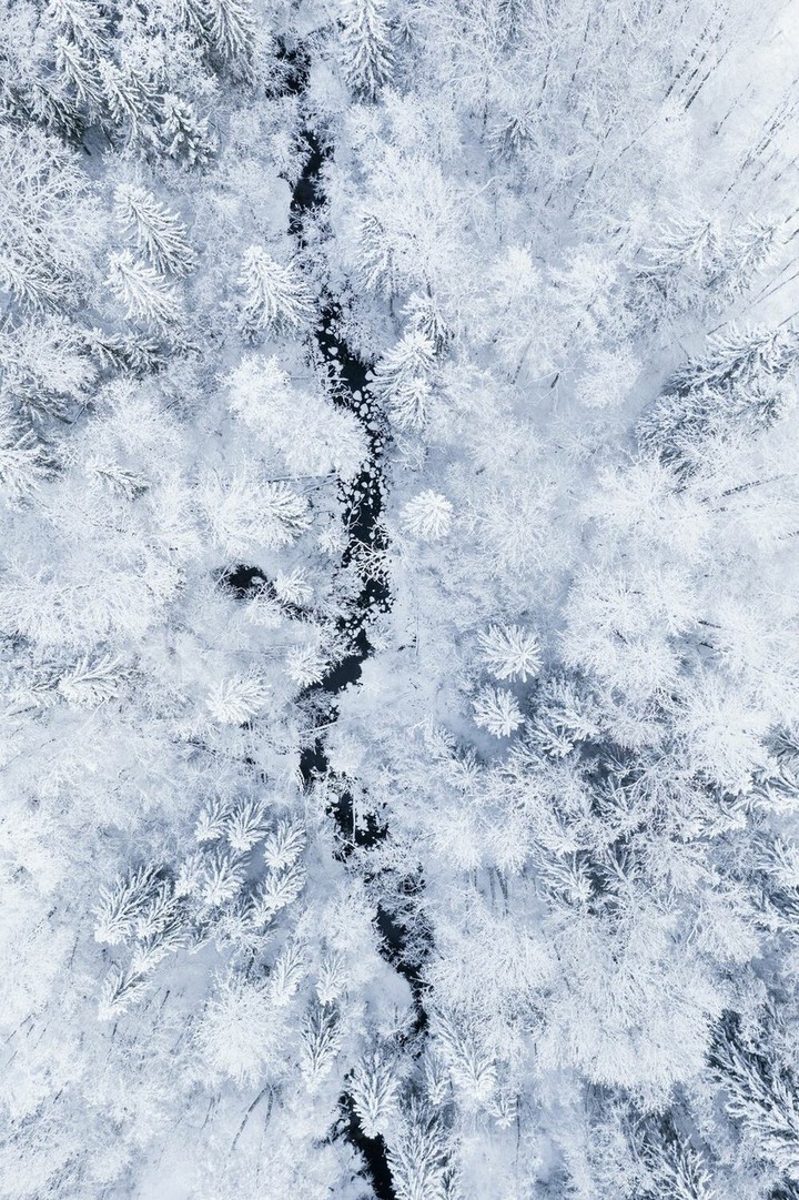 зимний лес