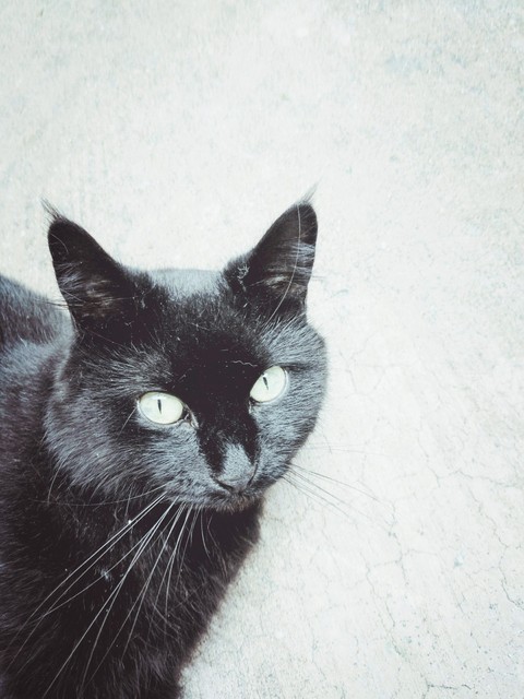Mittens