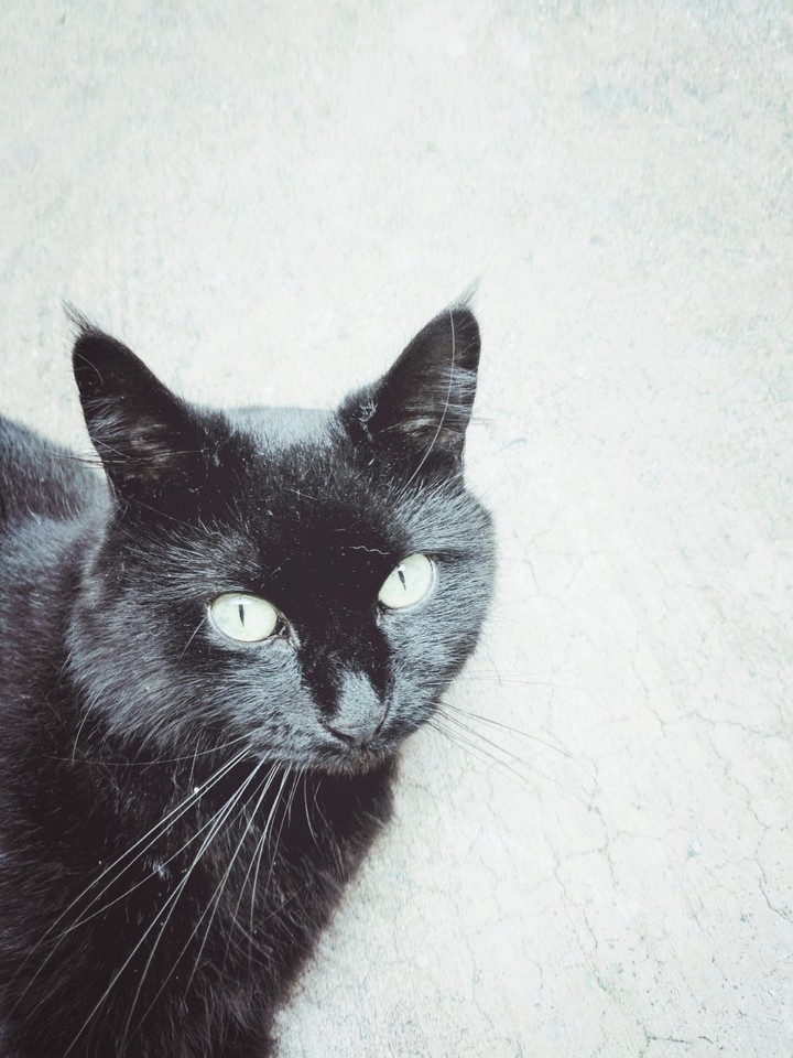 Mittens
