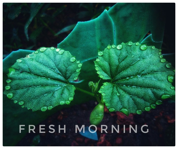 fresh morning