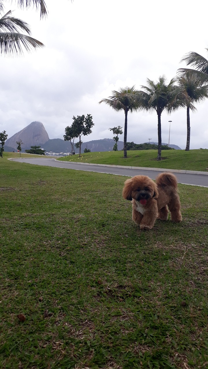 my dog