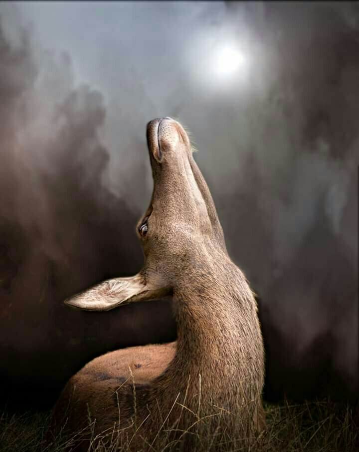 Deer