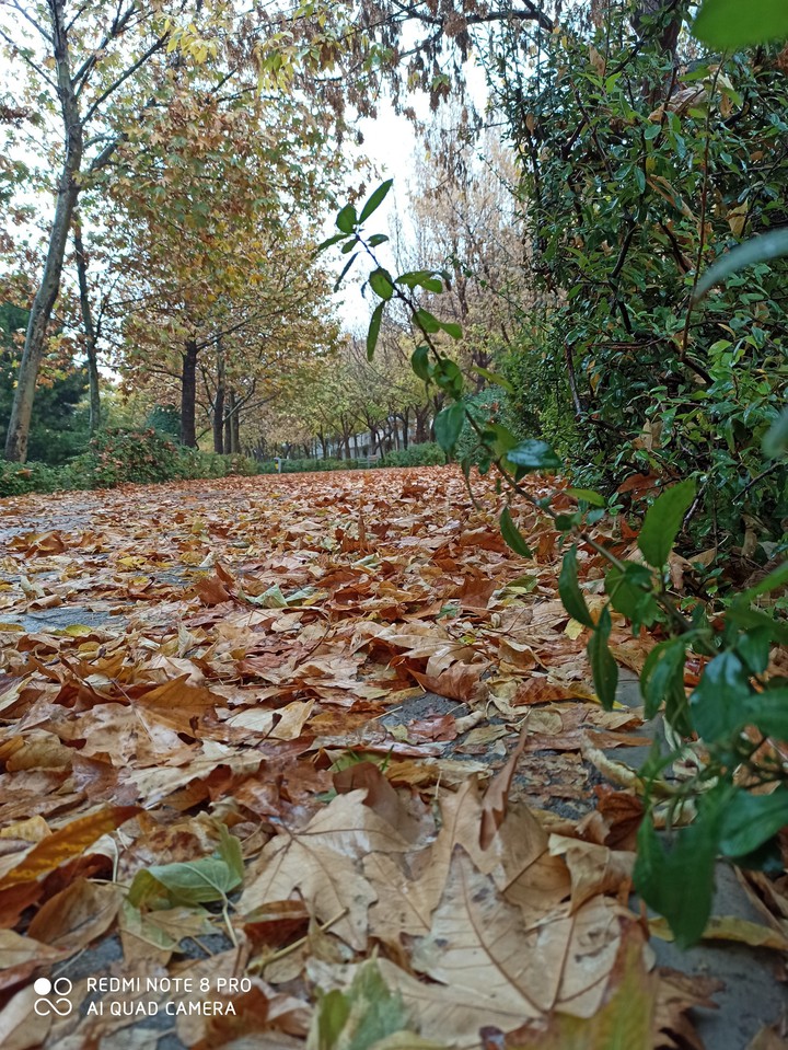 #fall