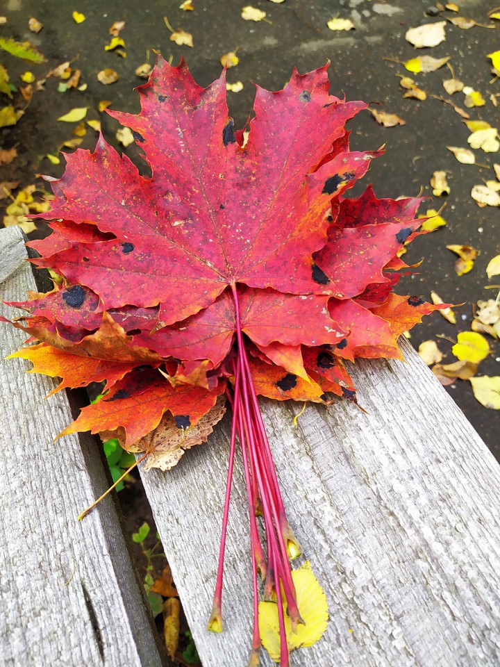 leaves