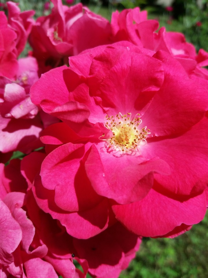 Rose