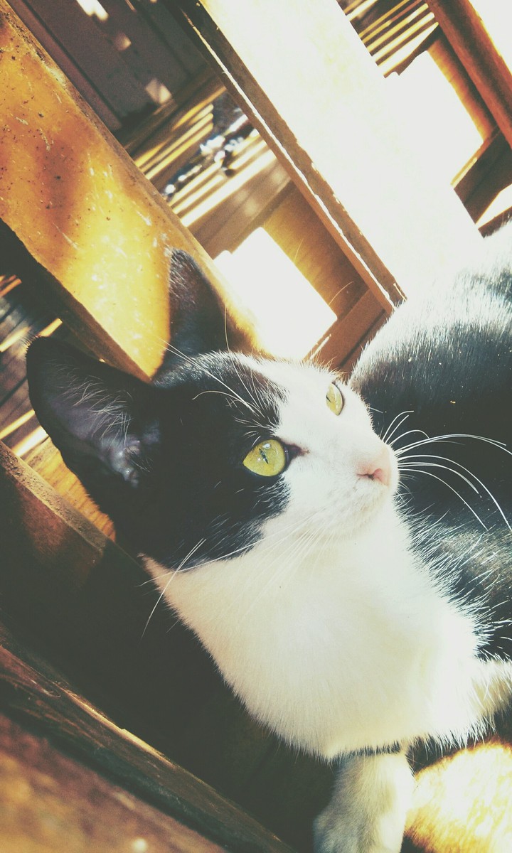 cat, gato
