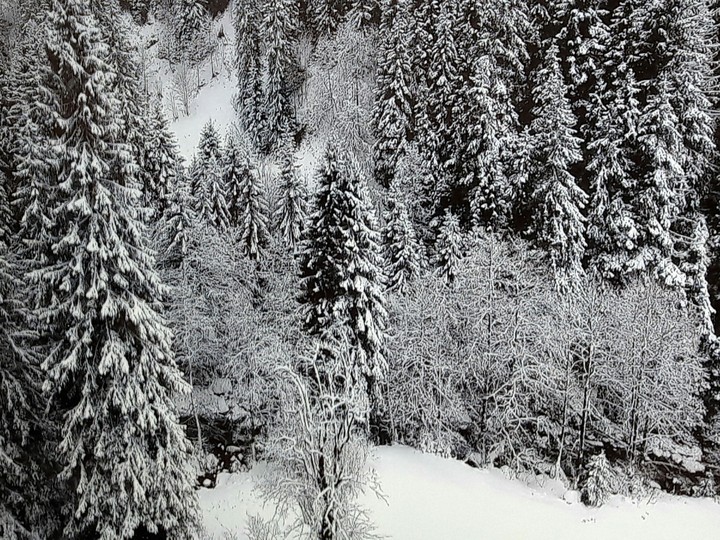 Snowy