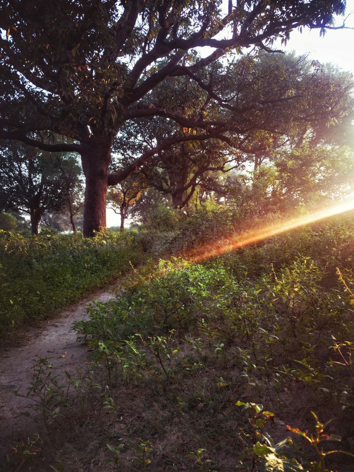 Sunflare