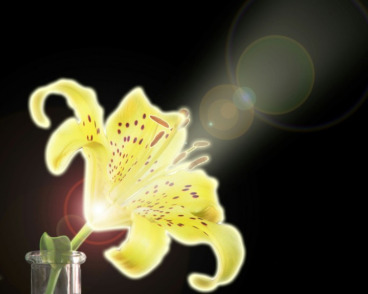 Flower lit from within