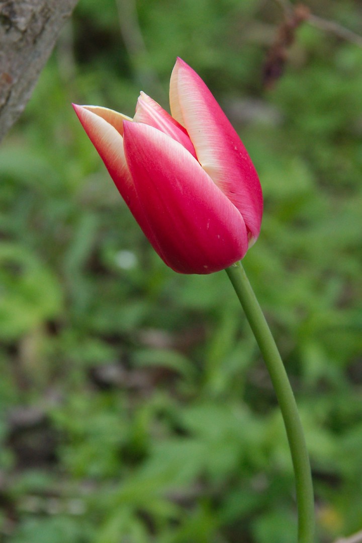 Tulip 