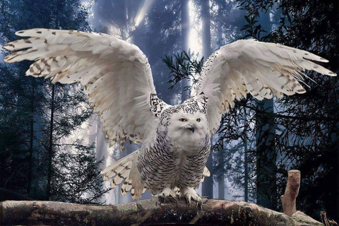 bird