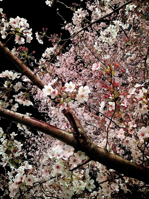 botany, petal桌布