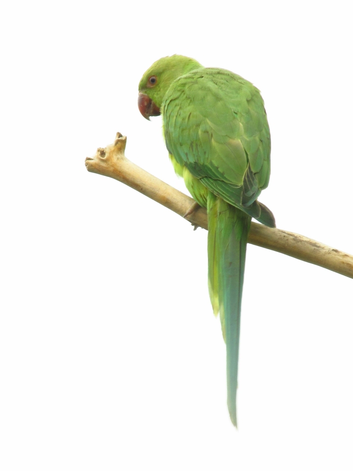 I am Green !