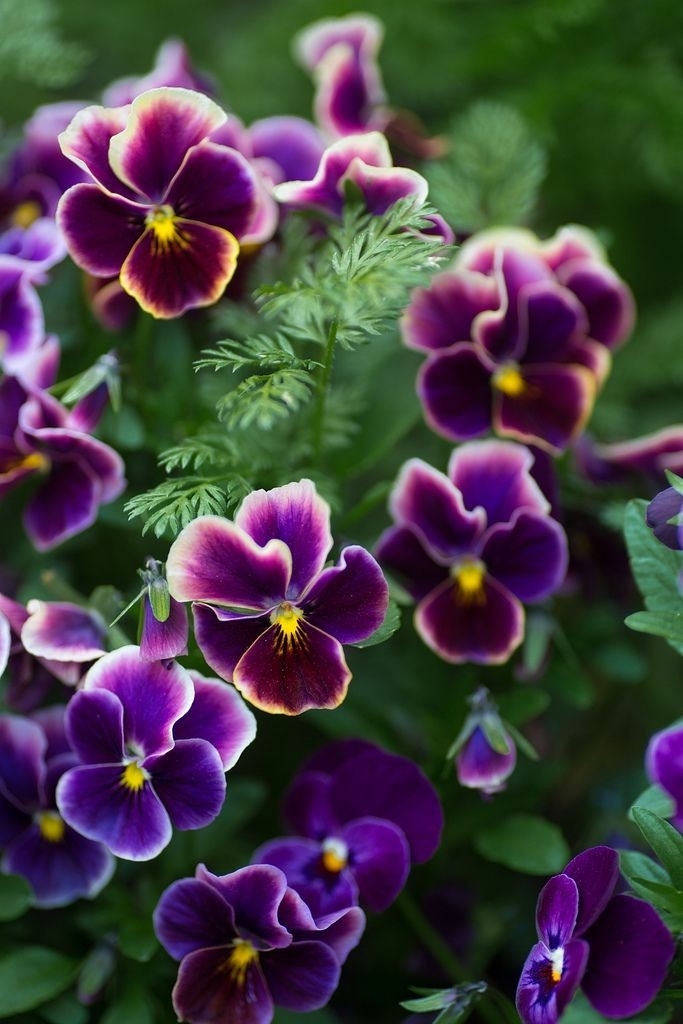violet