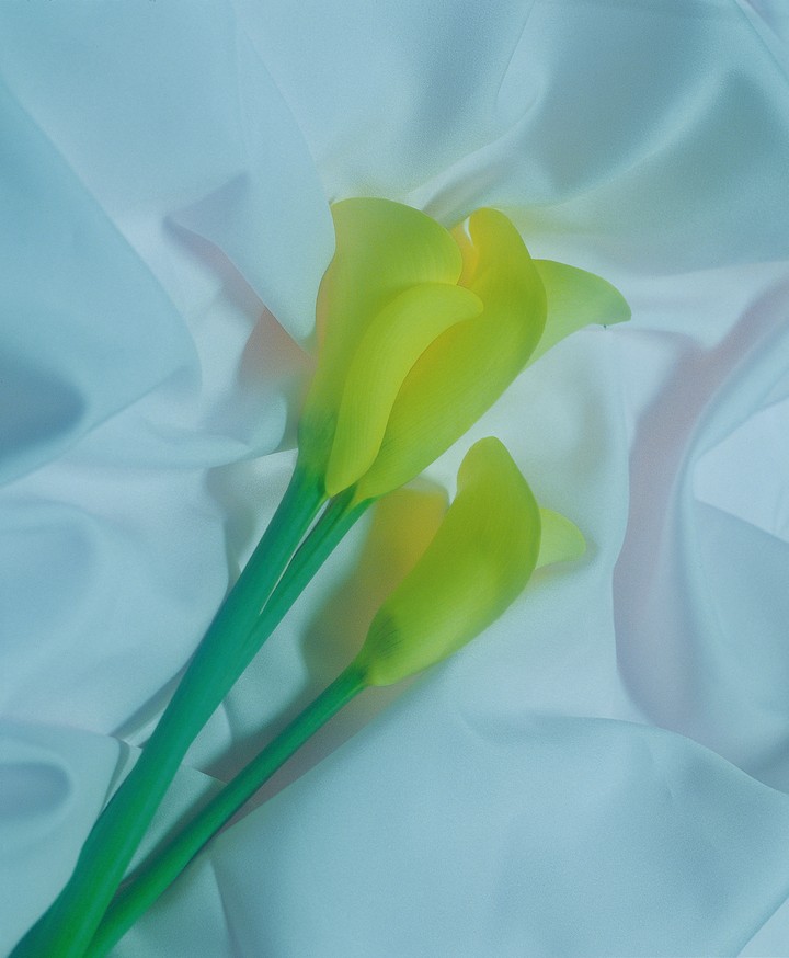 꽃이미지