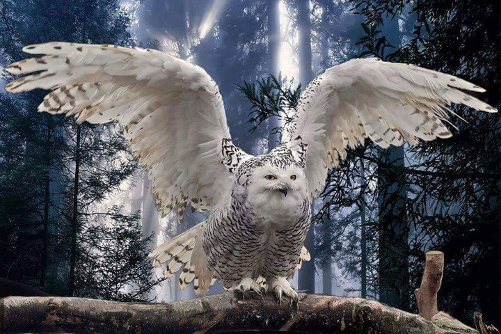 bird
