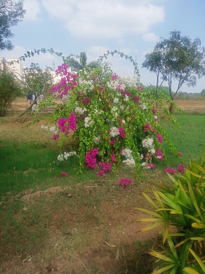 flowers
