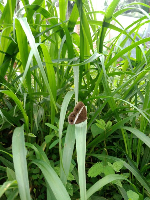 betterfly