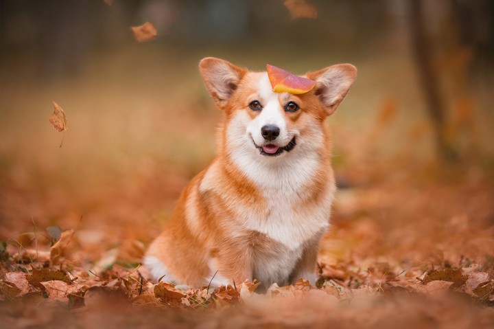 .