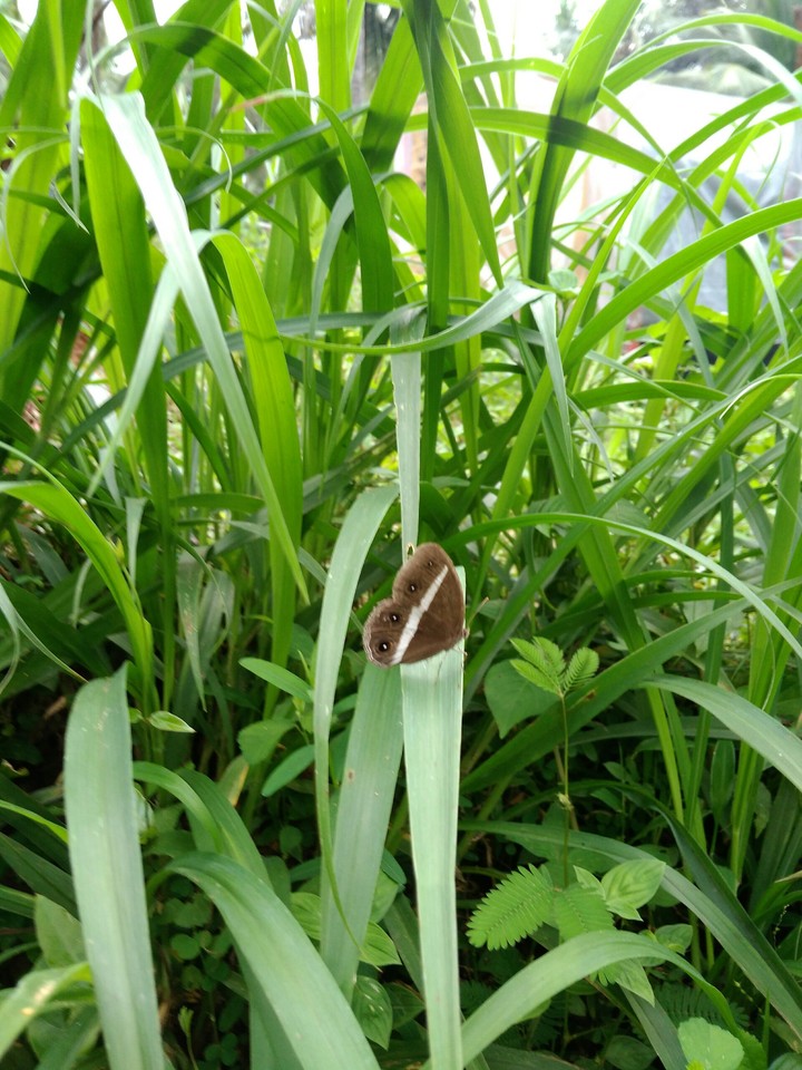 betterfly