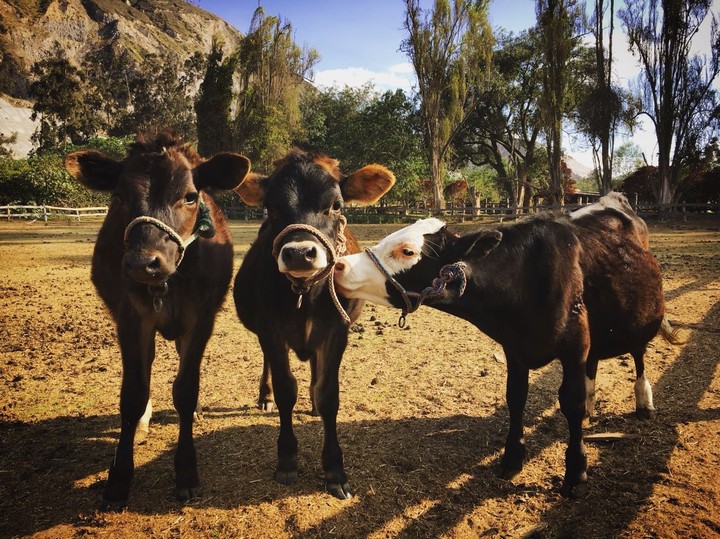 cow