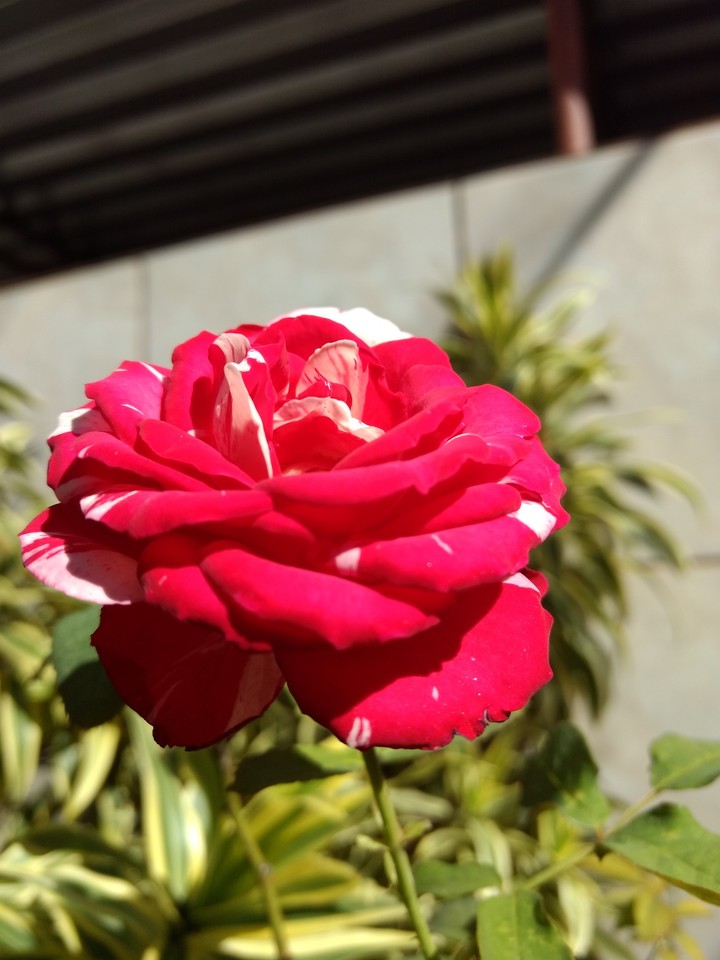 Rosa