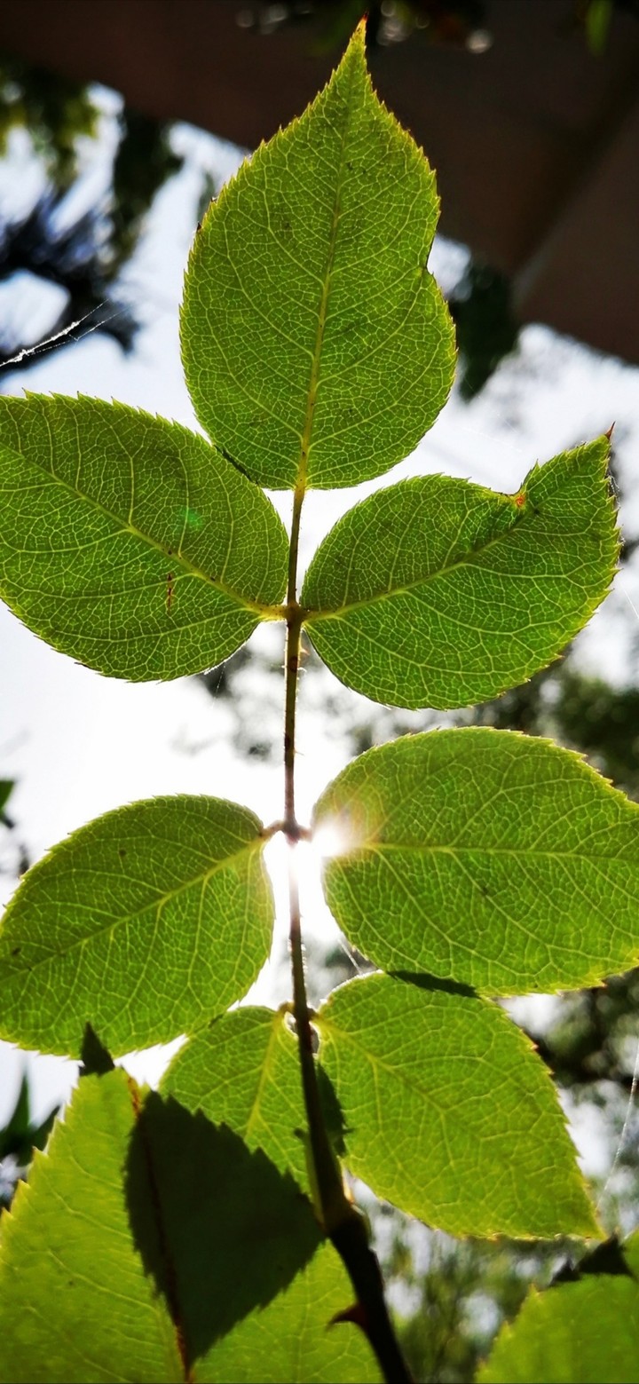 leaves!!