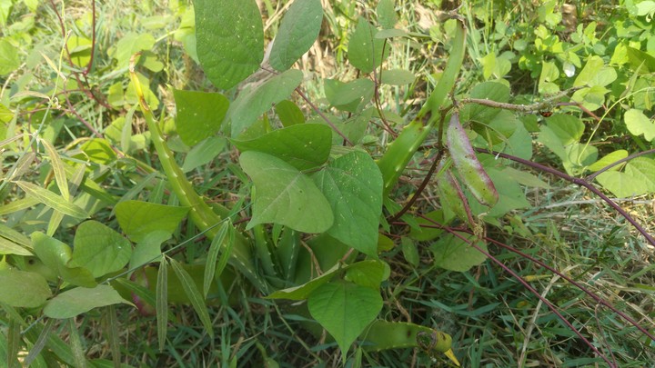 grassy Garden