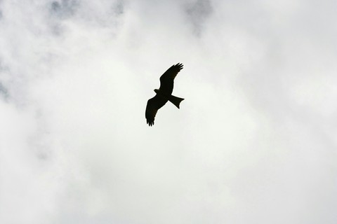 black bird