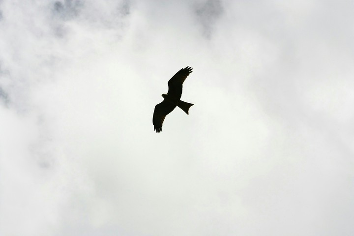 black bird