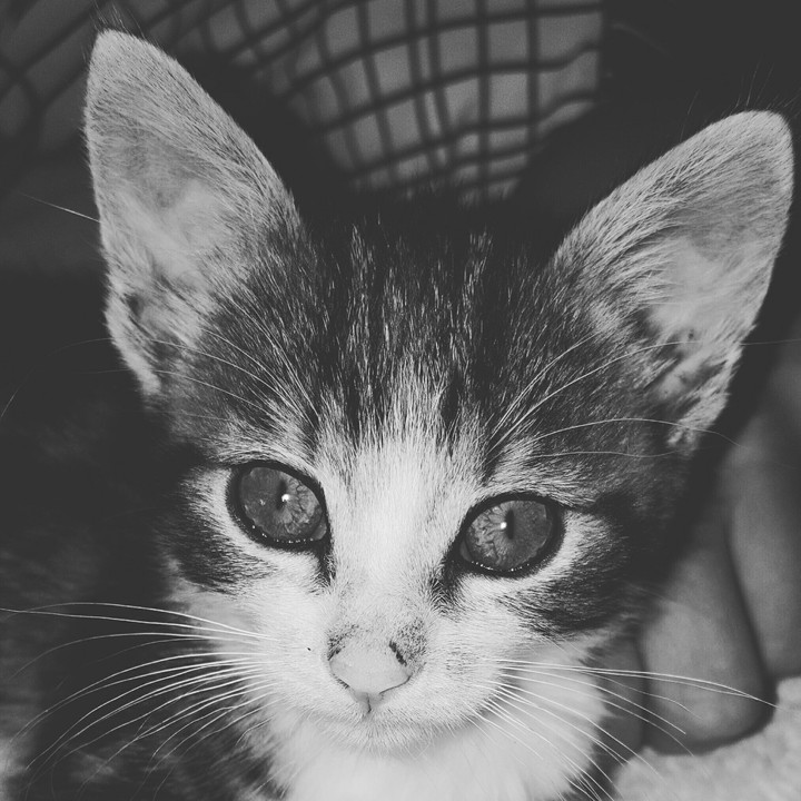 Little Baby kitten