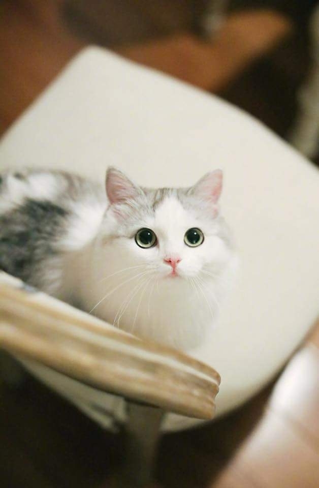 Lovely Cat