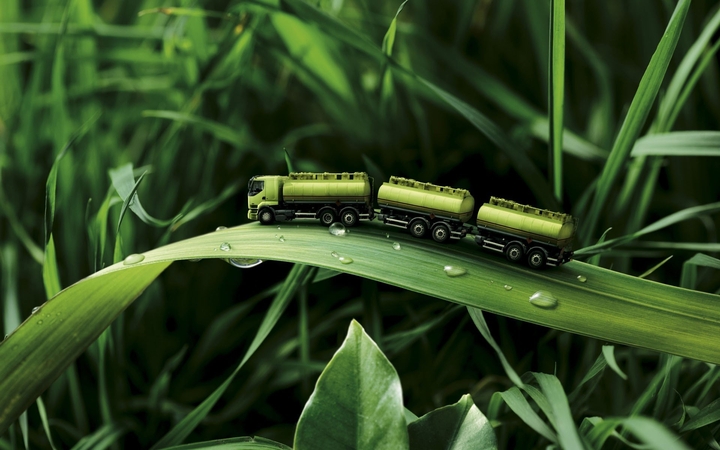 leaves
