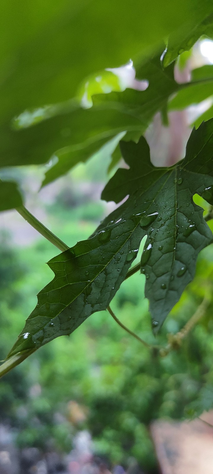 leaf