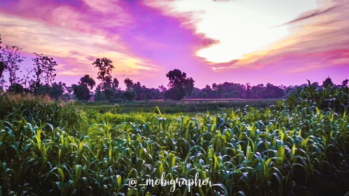 fields