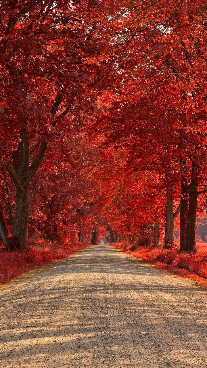 ♥️♥️...Romantic Autumn Street... ♥️♥️