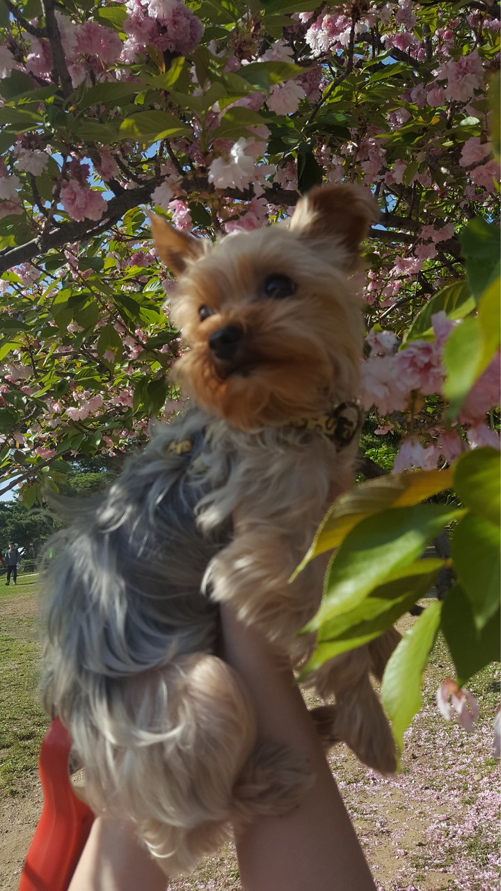 cherry blossom and dog