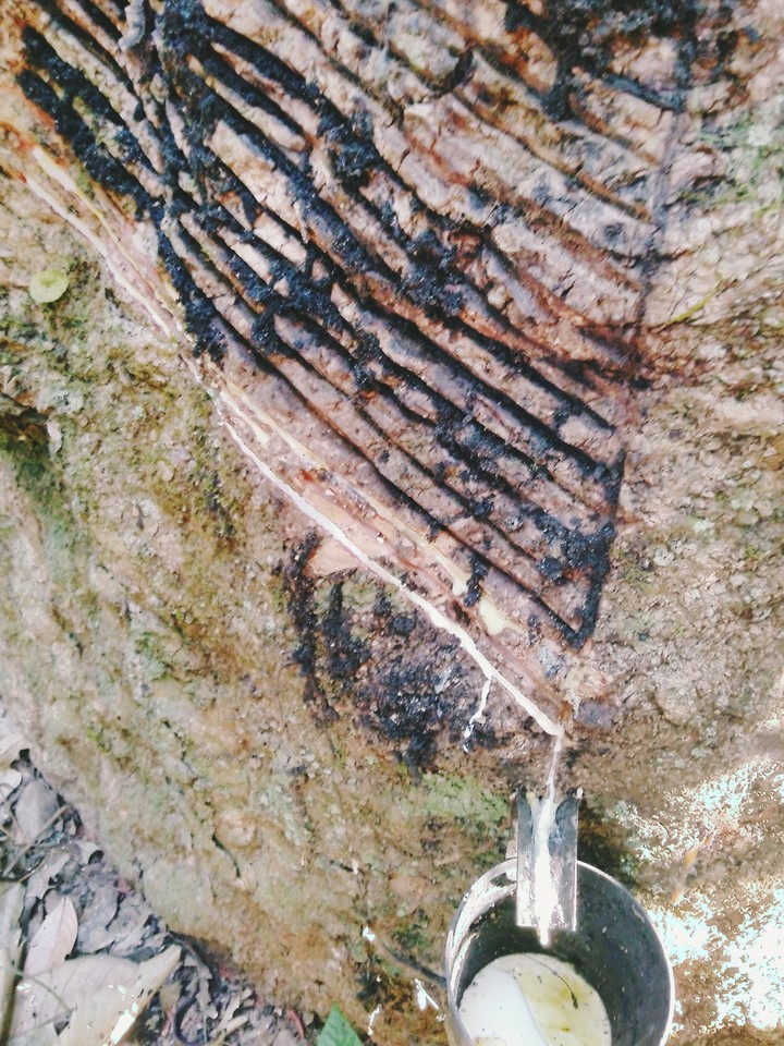 Rubber Tree (seringueira)