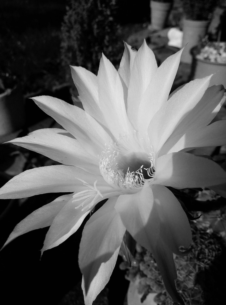 #black #white