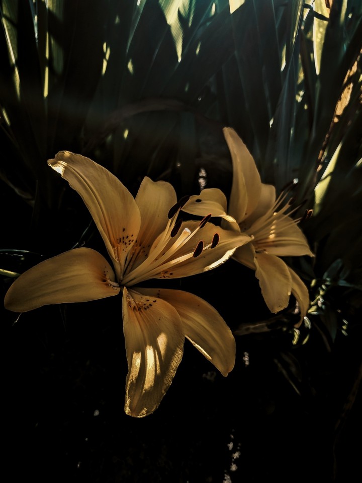 flower 2.020