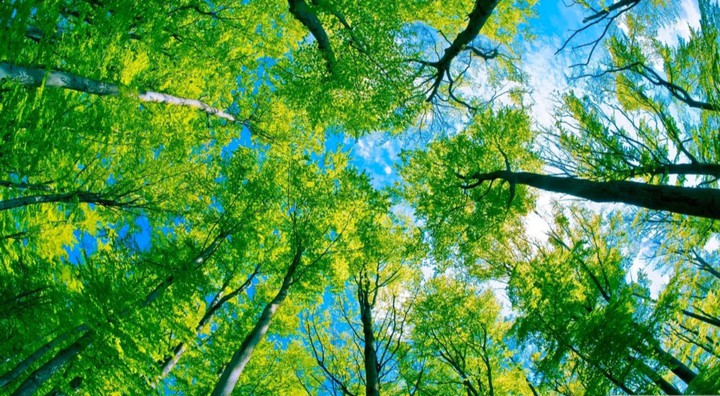 trees